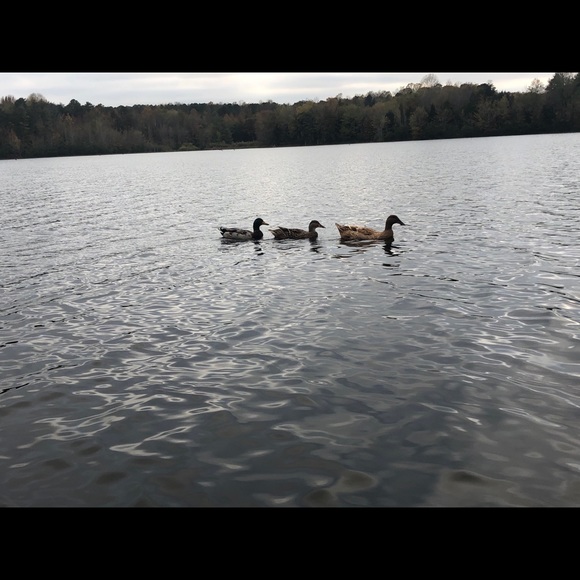 Meet your Posher, Riley - Picture 1 of 1